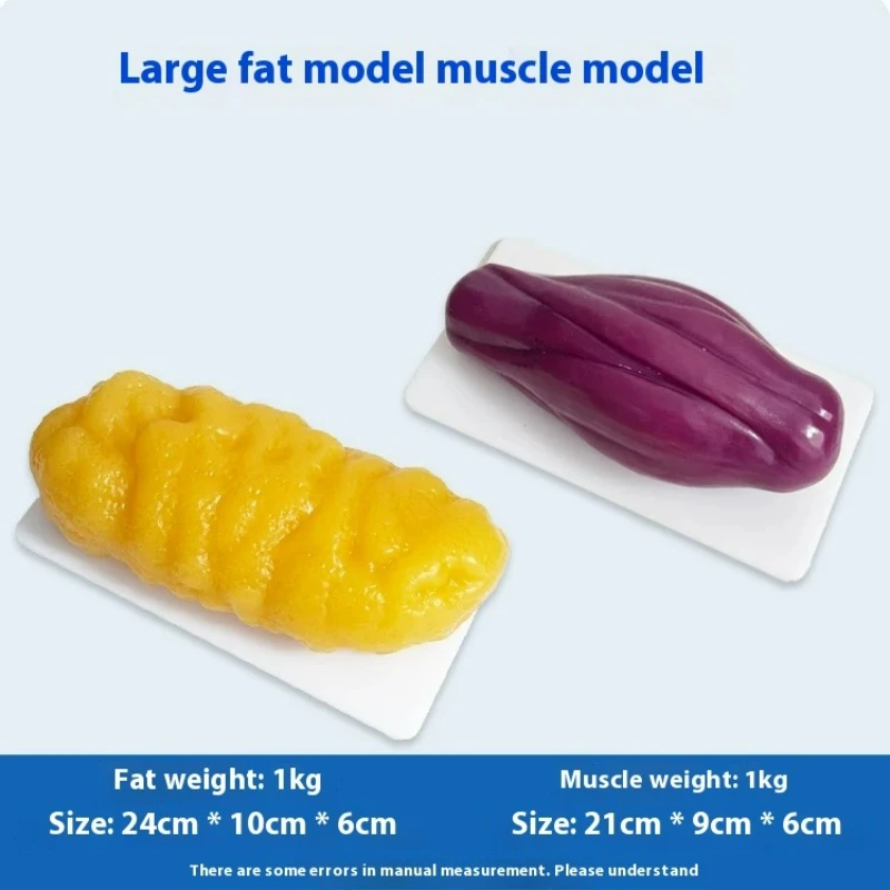 Human Muscle and Fat Replicas  - Nutrition Fitness Health 评论和价格