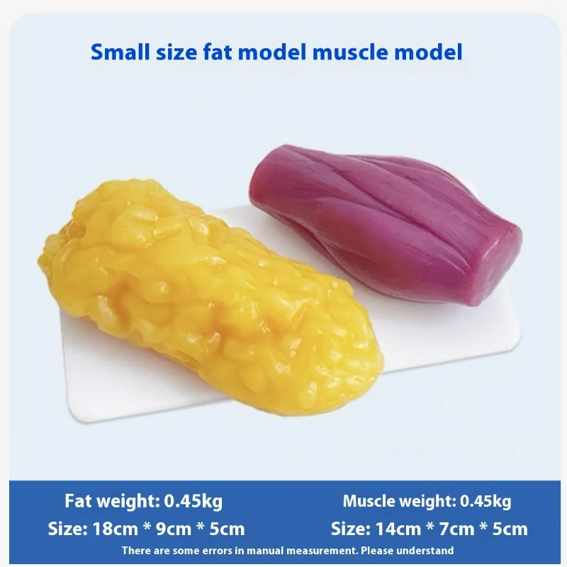 Human Muscle and Fat Replicas  - Nutrition Fitness Health 评论和价格